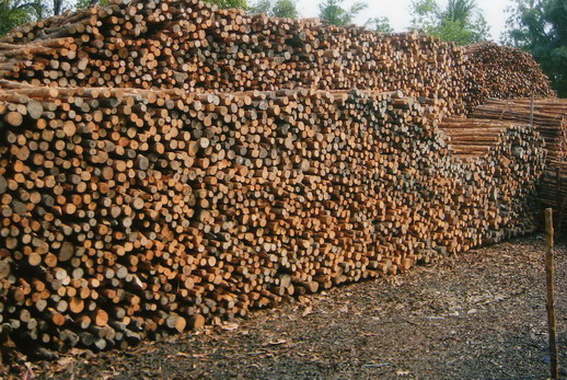 Rhizophora stylosa usage